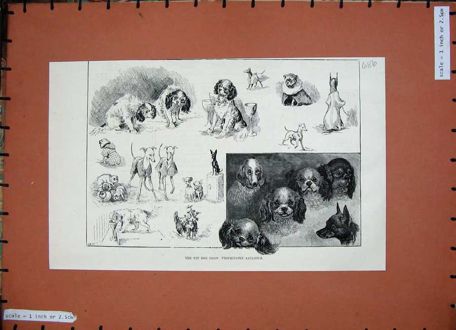 Original Old Antique Print 1887 Toy Dog Show Westminster Aquarium Pets Animals