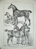Old Antique Print 1888 Prize Horses Agricultural Hall Islington Animals 19th