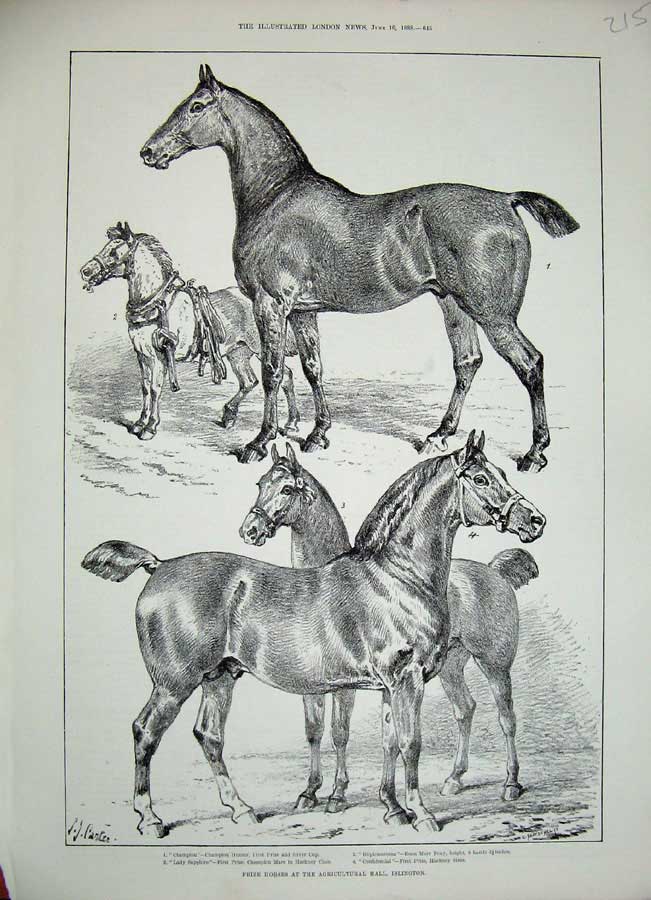 Old Antique Print 1888 Prize Horses Agricultural Hall Islington Animals 19th
