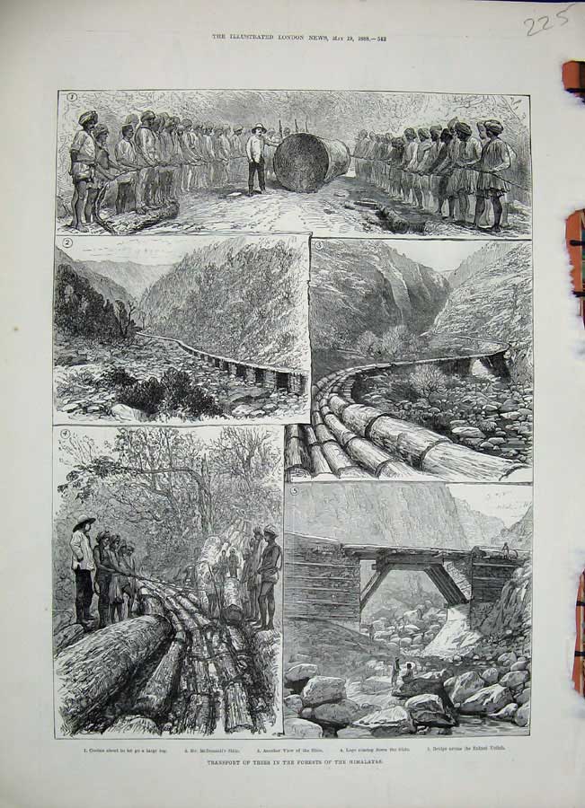 Original Old Antique Print 1888 Transport Trees Forest Himalayas Coolies Nullah