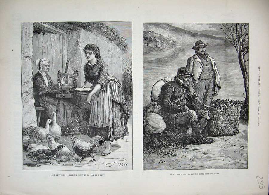 Old Antique Print 1888 Ireland Breeding Poultry Seed Potatoes Men Farming 19th