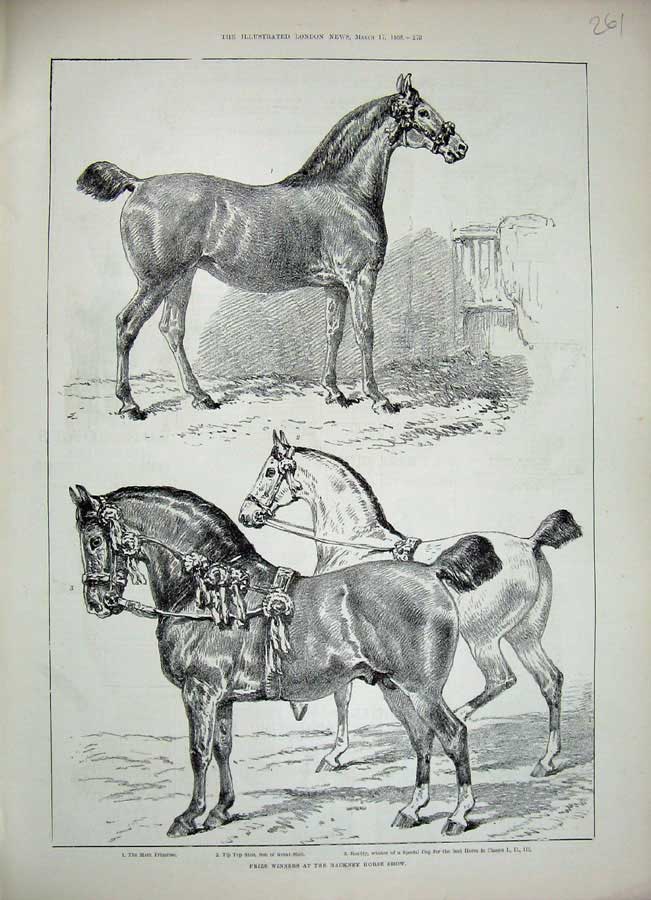 Original Old Antique Print 1888 Prize Winners Hackney Horse Show Primrose Sport