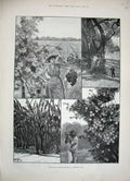 Old Antique Print 1888 California America Fruit Grapes Trees Mountains 19th