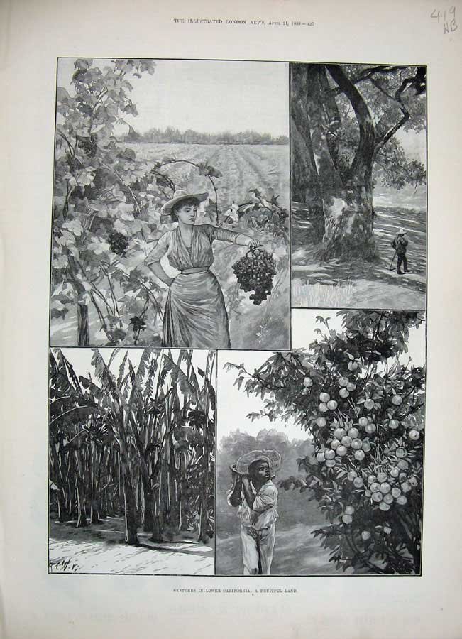 Old Antique Print 1888 California America Fruit Grapes Trees Mountains 19th