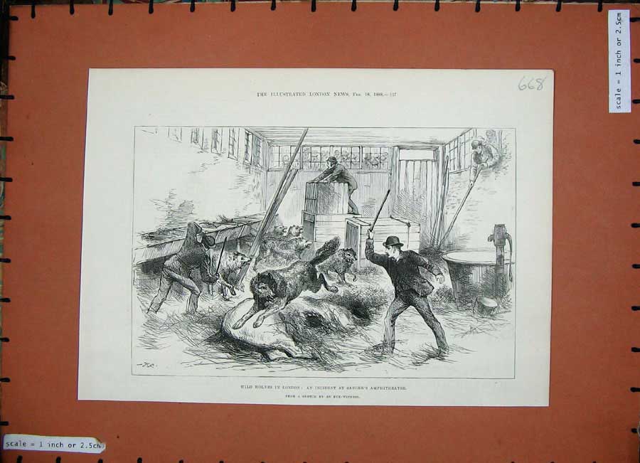 Original Old Antique Print 1888 Wild Wolves London Sanger'S Amphitheatre Men