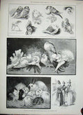 Original Old Antique Print 1888 Poultry Pigeon Show Crystal Palace Animals Art
