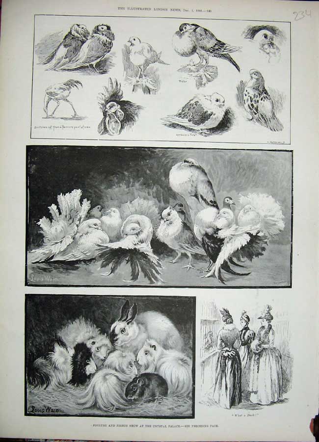 Original Old Antique Print 1888 Poultry Pigeon Show Crystal Palace Animals Art