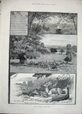 Original Old Antique Print 1888 Rambling Richmond Park Deer Sylvan Nursery 19th