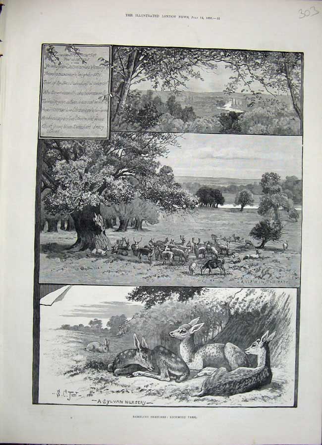 Original Old Antique Print 1888 Rambling Richmond Park Deer Sylvan Nursery 19th