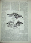 Original Old Antique Print 1888 Cattle Show Birmingham Dog Poultry Water-Fowl