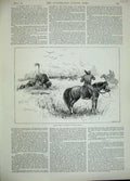 Original Old Antique Print 1889 Scene Fight Buffalo Africa Man Horse Gun Sport