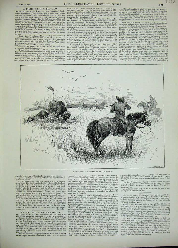 Original Old Antique Print 1889 Scene Fight Buffalo Africa Man Horse Gun Sport