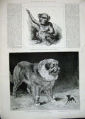 Old Antique Print 1889 Chimpanzee Zoological Kennel Club Dog Show Bernard 19th
