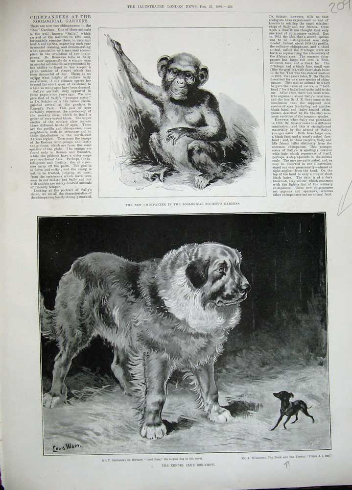 Old Antique Print 1889 Chimpanzee Zoological Kennel Club Dog Show Bernard 19th