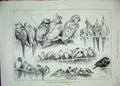Original Old Antique Print 1889 Bird Show London Ornithology Royal Aquarium