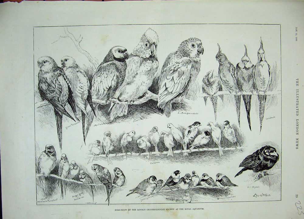 Original Old Antique Print 1889 Bird Show London Ornithology Royal Aquarium