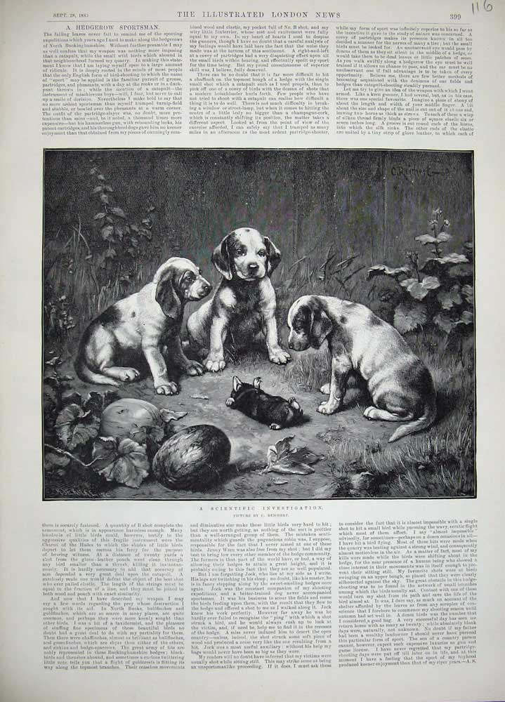 Original Old Antique Print 1889 Fine Art Reichert Puppy Dogs Dead Animal Mole