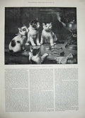 Original Old Antique Print 1889 Reichert Fine Art Kittens Tea-Pot Table Animals