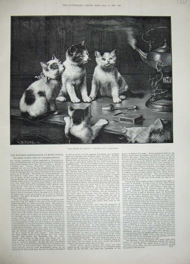 Original Old Antique Print 1889 Reichert Fine Art Kittens Tea-Pot Table Animals