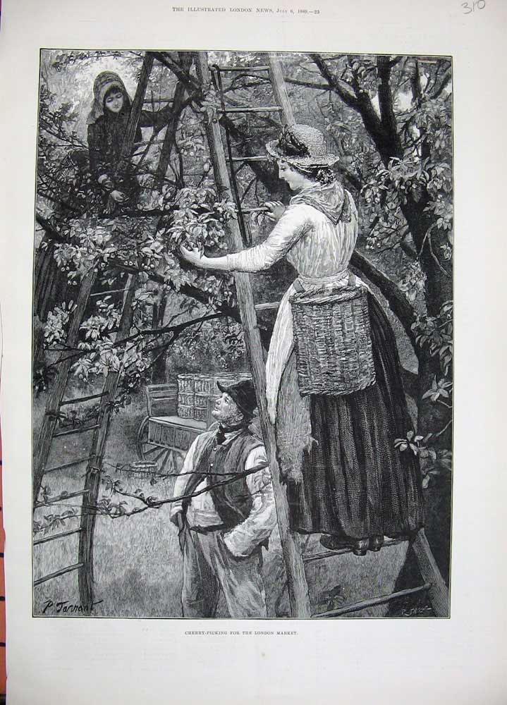 Old Antique Print 1889 Fine Art Ladies Cherry Picking Market Trees Ladder 19th