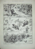 Old Antique Print 1889 Shah Sheffield Steel Works Bear Shooting Kashmir 19th