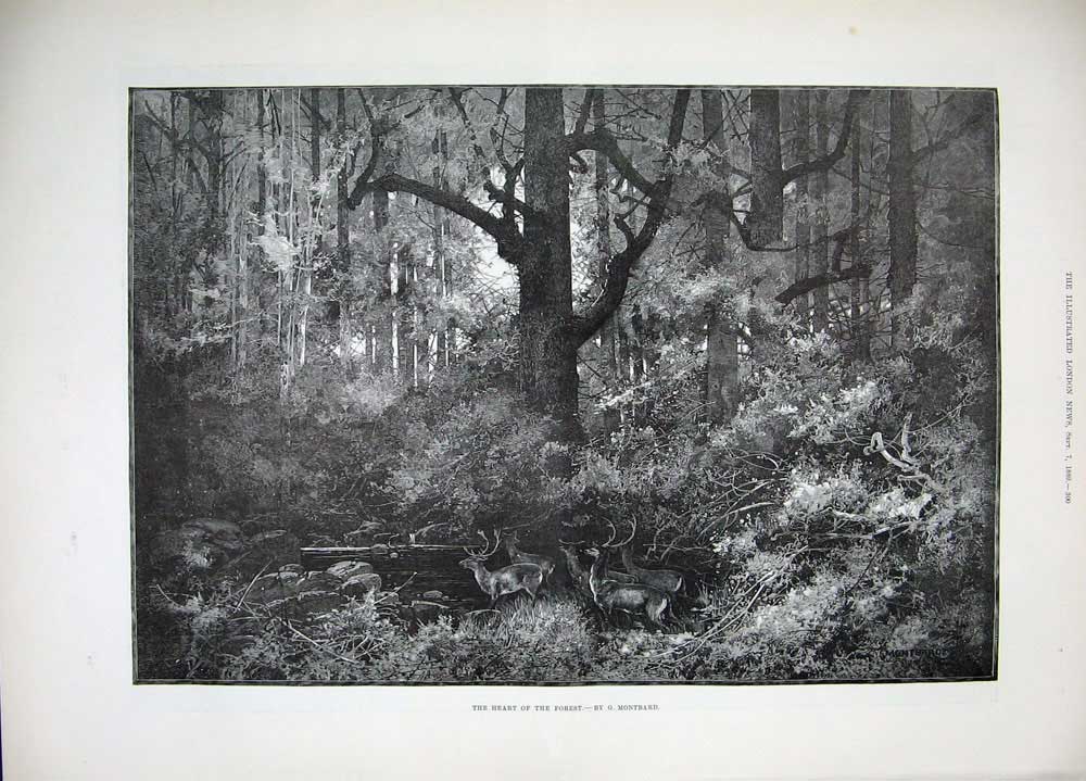 Original Old Antique Print Banket Reef Kantoor Kaap Gfields 1889 Forest Stags
