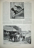 Antique Old Print 1889 Nitrate Tarapaca Chile Chalice Touracos Mail Horse 19th