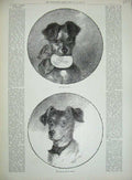 Original Old Antique Print 1890 Lady'S Pet Puppy Dog Walter Allen Victorian