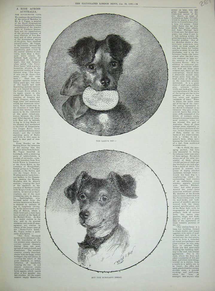 Original Old Antique Print 1890 Lady'S Pet Puppy Dog Walter Allen Victorian