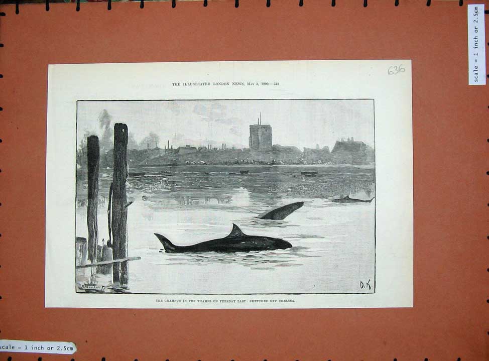 Original Old Antique Print 1890 Grampus River Thames Chelsea London Whale Art