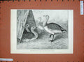 Original Old Antique Print 1890 Great Bustards Zoological Society Gardens Birds