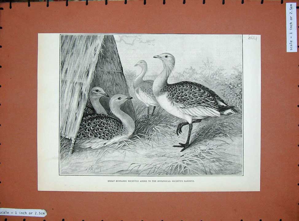 Original Old Antique Print 1890 Great Bustards Zoological Society Gardens Birds