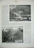 Old Antique Print 1892 Napoleon'S Horse Marengo War Skeleton Institution 19th