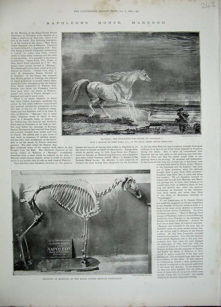 Old Antique Print 1892 Napoleon'S Horse Marengo War Skeleton Institution 19th