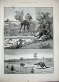 Original Old Antique Print 1892 Kangaroo Hunting Australia Men Horses Shooting
