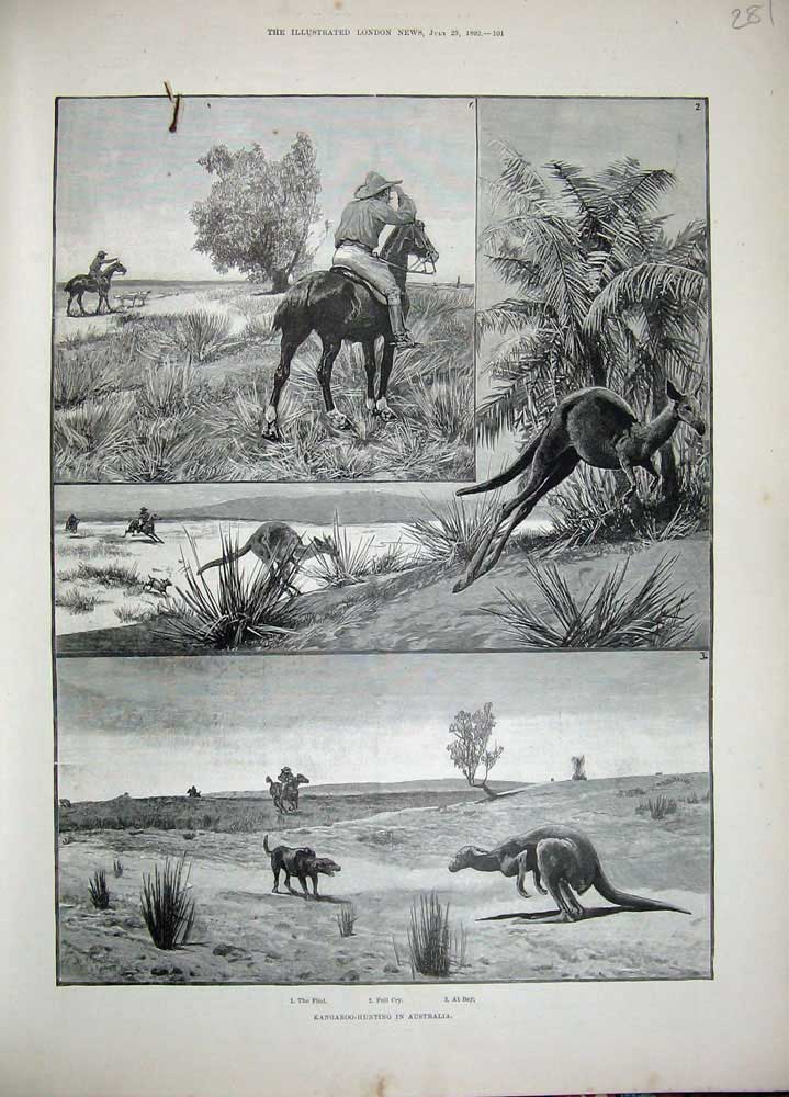 Original Old Antique Print 1892 Kangaroo Hunting Australia Men Horses Shooting
