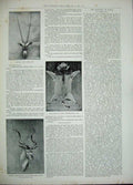 Old Antique Print 1893 Rhinocerous Skull Eland Bull Dog Hyaena Lion Skin 19th