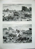 Original Old Antique Print 1896 Lamb Sheep Dog Horses Man Whip Country Berkeley