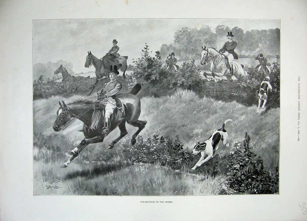 Original Old Antique Print 1897 Cub Hunting Shires Horses Hounds Jumping Sport