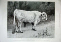 Original Old Antique Print 1899 Zoological Gardens Chillingham Park Bull Animal