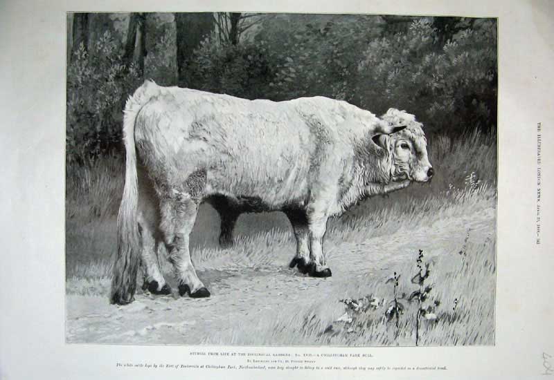 Original Old Antique Print 1899 Zoological Gardens Chillingham Park Bull Animal