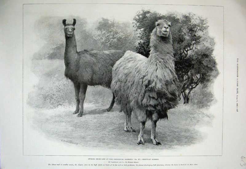 Old Antique Print 1899 Zoological Gardens Peruvian Llamas Animals Nature 19th