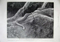 Original Old Antique Print 1899 Zoological Gardens Home Plumbeous Tree-Snake