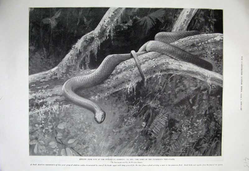 Original Old Antique Print 1899 Zoological Gardens Home Plumbeous Tree-Snake