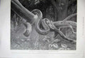 Original Old Antique Print 1899 Zoological Gardens South American Corn Snake