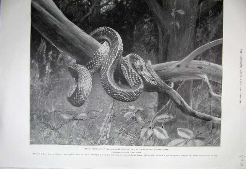 Original Old Antique Print 1899 Zoological Gardens South American Corn Snake