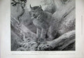 Old Antique Print 1899 Zoological Gardens Canadian Lynx Cat Nature Animal 19th