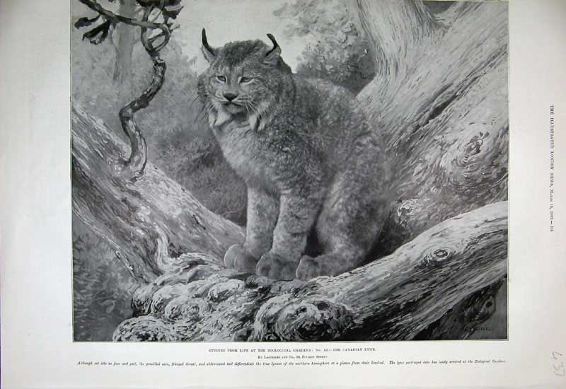 Old Antique Print 1899 Zoological Gardens Canadian Lynx Cat Nature Animal 19th