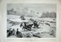 Old Antique Print 1899 Blackcocks Brids Fighting Nature Animals Neale Art 19th