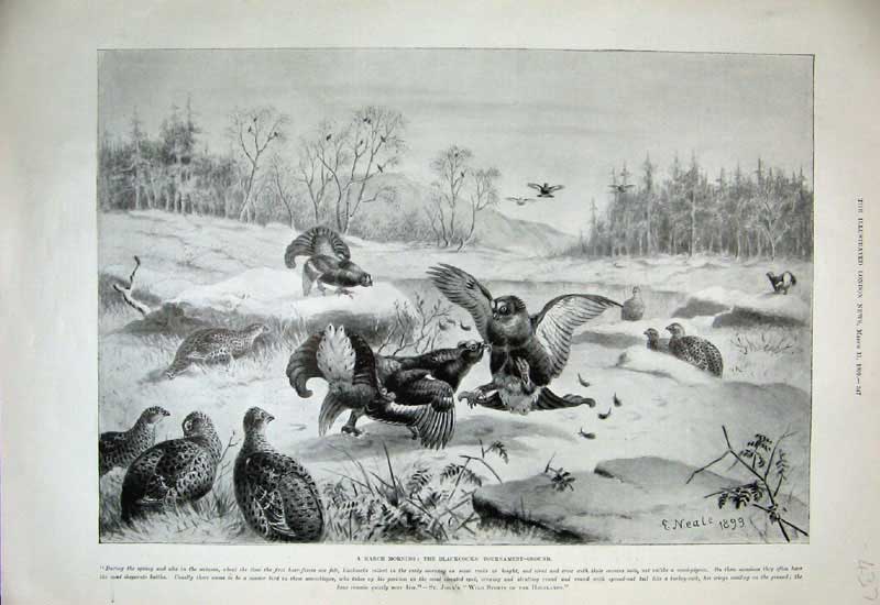 Old Antique Print 1899 Blackcocks Brids Fighting Nature Animals Neale Art 19th